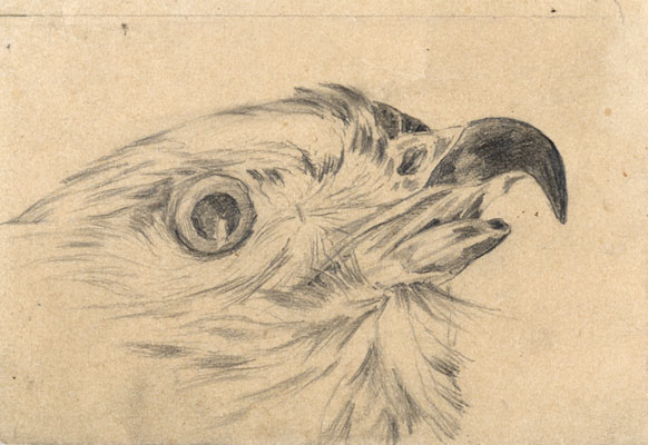 Sketch of a bird's head